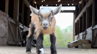 Curious baby goats
