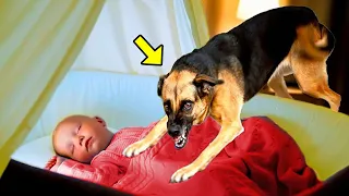 German Shepherd Growls At Baby Every Night. Parents Are Horrified When Finding Out The Reason