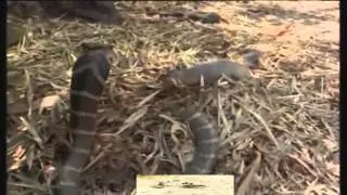 King Cobra  attack  mongoose