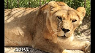 Жуткое убийство львицы в парке Тайган.. #тайган #крым #львы #животные