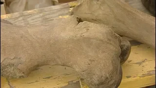 В Югре нашли кости самого молодого шерстистого носорога