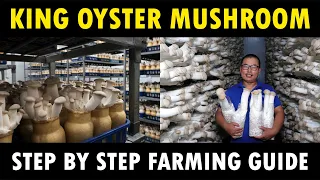 King Oyster Mushroom Cultivation | How to grow King Oyster Mushrooms | Mushroom Farming