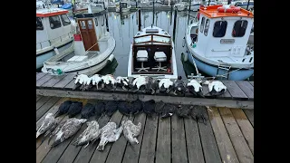 Havjagt i Aarhus bugten på Edderfugle, Sortænder og Sølvmåger fra Glinda