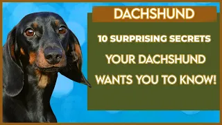 10 SURPRISING SECRETS YOUR DACHSHUND WANTS YOU TO KNOW!