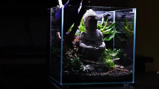 "The Lost World" - Nano Tank - Great and easy for beginners - Low Tech.