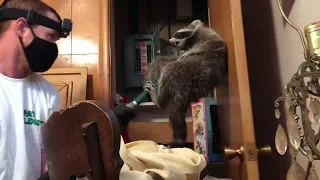 Electric Raccoon