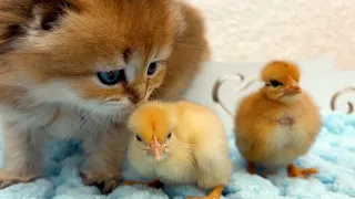 Chickens meet a kitten for the first time