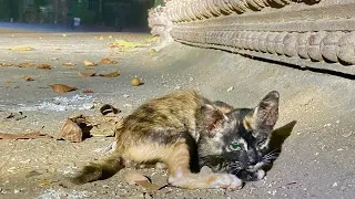 Full story Rescue stay kitten lying on the roadside- 0Day-30days | How to see Kitten grow up
