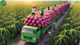 Queen Of Fruits! Harvest & Process Millions Tons Of Dragon Fruits This Special Way Inside Farms!