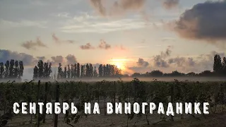 Сентябрь на винограднике. На что стоит обратить внимание