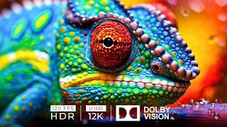 SUPER COLORFUL ANIMALS - 12K HDR 120fps Dolby Vision with Animal Sounds (Colorfully Dynamic)