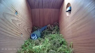 22nd March 2021 - Blue tit nest box live camera highlights