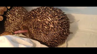 Just a Hedgehog Morning Glory