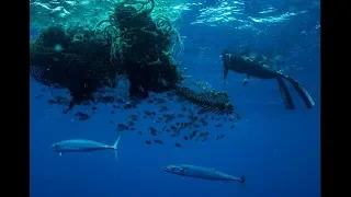 350 miglia a nuoto nel Pacifico per mostrare al mondo cosa c'è davvero dentro l'Isola di Plastica