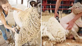 How to harvest Wool? Amazing Sheep Factory — Wool Processing Mill — Modern Sheep Shearing!