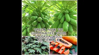 #Trick How To Guarantee Your Papaya Will Be Female