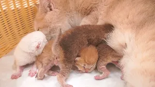 The tiny kitten persistently trying to find its mother's breast is so cute