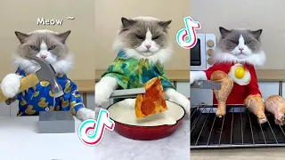 That Little Puff | Cats Make Food 😻 | Kitty God & Others | TikTok 2024 #43