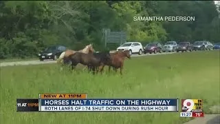 Horses halt highway traffic