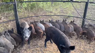 Hog hunting VS Hog trapping