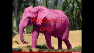 Розовый слон