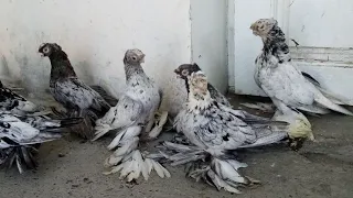 Узбекские голуби Кептерлер Pigeons Каптар