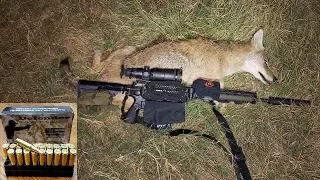 Quick Thermal Coyote Kill with DAC Sierra TMK 107 gr.