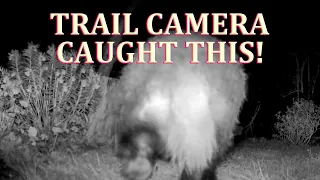 Trail Camera - First Night Out - This Turned Up!