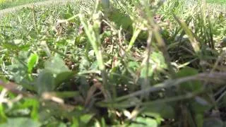 DJI F550 Hexacopter Ladybug Landing