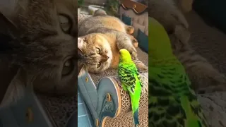 Cat Parrot Love, Jealous Cat Looks FUNNY 🐱 🐈‍⬛🐈 🦜 #shorts #pets #cat #cats #viral #animals #love