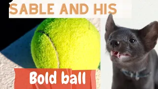 Buddy the sable and bold ball!