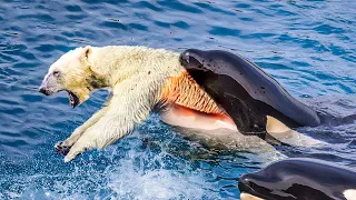 When A Polar Bear Meets A Hungry Orca