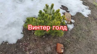 Что стало с моими розами и лавандой ?!