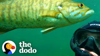 Wild Fish Finds Diver Whenever He Makes This Noise | The Dodo