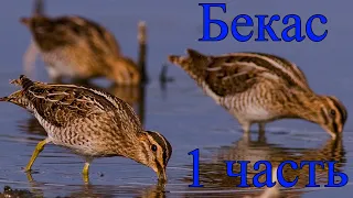 Бекас  1 часть