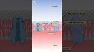 Fluid mosaic model of Plasma membrane #plasmamembrane #cellbiology#fluidmosaicmodel #science#biology