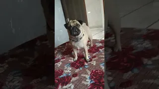 pug dog angry and barking 🦁