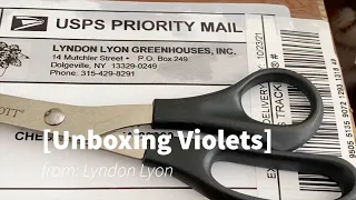 African Violets- Unboxing my Lyndon Lyon order