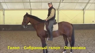 Конный спорт обучение. Галоп - Собр. галоп - Остановка. Кизимов