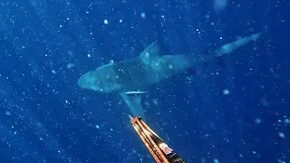 Too Risky? Spearfishing with Big Bull Sharks