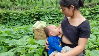 Pick melons to sell at the market - harvest corn - cook with your children |Trieu Thu - Single mom