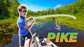 EPIC Backwater Fishing for NORTHERN PIKE! (Vicious Strikes)