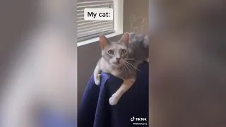 BEST CAT MEMES COMPILATION OF 2020 PART 19 FUNNY CATS -PET LOVER LIKE YOU