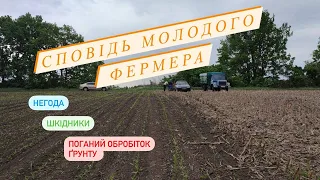 Огляд посіву соняшника Пегас: як діяти у складних умовах?