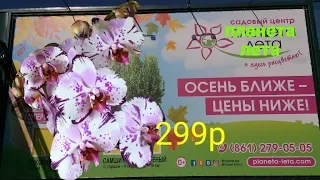 ШИКАРНЫЕ СортОвые ОРХИДЕИ🌸 в Планета ЛЕТА/Биг Липы, пилорики, мини орхидеи