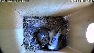 Chickadee attacks house wren inside nest box while wren raiding chickadee box 4/30/2022