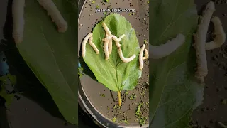 👆🏻Time Lapse Of Leaf Eating By Silkworms