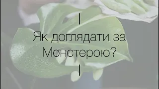 Як доглядати за Монстерою?