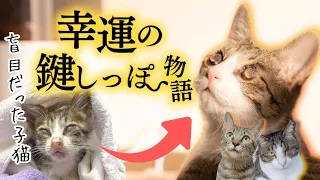 【実話】盲目の子猫が幸運の鍵しっぽで幸せの連鎖を起こす！