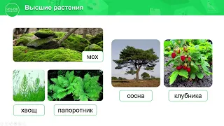 "Высшие растения", Биология 7 класс, Сивоглазов
